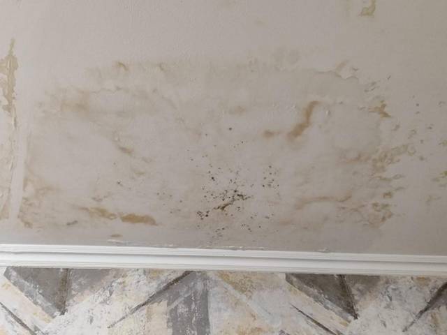 ustranenie pleseni13